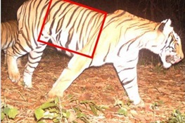  WCS Praises Government of Thailand for Swift Action in Tiger Arrest